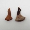 Onchopristis numidus(2)