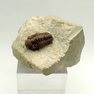 Kainops raymondi Kainops raymondi