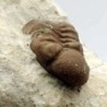  Kainops raymondi