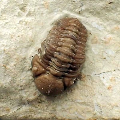 Kainops raymondi Kainops raymondi