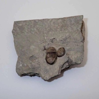 Bumastus ioxus Bumastus ioxus