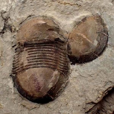 Bumastus ioxus Bumastus ioxus