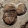  Bumastus ioxus