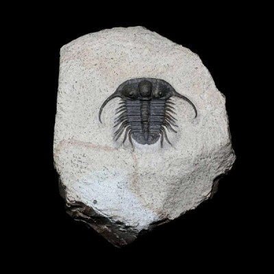 Cyphaspides sp.(Novak 1890) Cyphaspides sp.(Novak 1890)