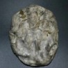 Ostraea crassissima