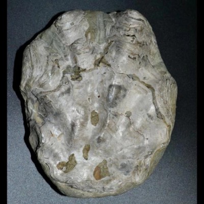  Ostraea crassissima