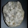  Ostraea crassissima