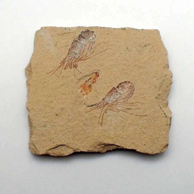 Carpopenaeus callirostris(2) Carpopenaeus callirostris(2)