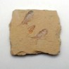Carpopenaeus callirostris(2)