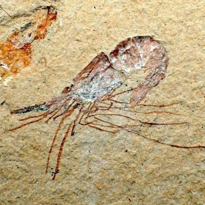 Carpopenaeus callirostris(2) Carpopenaeus callirostris(2)