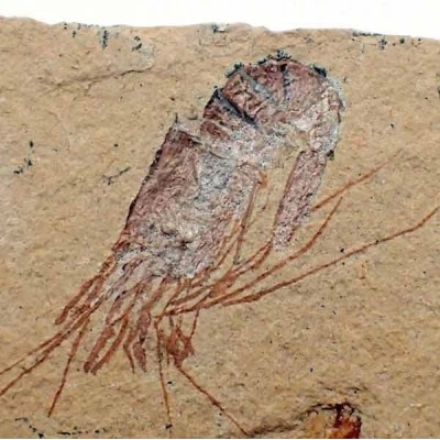 Carpopenaeus callirostris(2) Carpopenaeus callirostris(2)