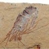  Carpopenaeus callirostris(2)