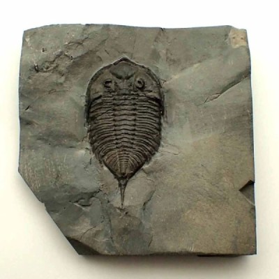 Dalmanites limulurus Dalmanites limulurus