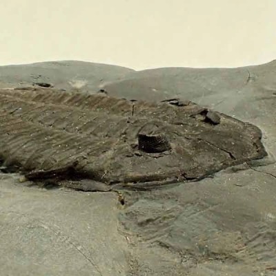 Dalmanites limulurus Dalmanites limulurus