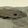  Dalmanites limulurus