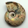  Cleoniceras besairiei