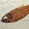  Knigthia alta