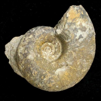 Pseudohaploceras sp. Pseudohaploceras sp.