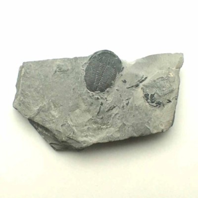 Elrathia kingi Elrathia kingi