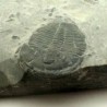 Elrathia kingi
