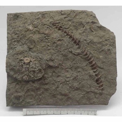 Archimedes sp. Archimedes sp.