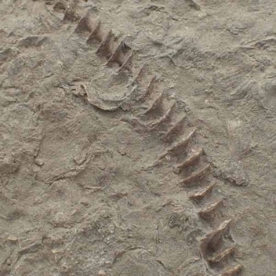 Archimedes sp. Archimedes sp.