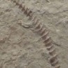  Archimedes sp.
