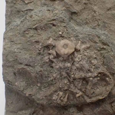 Archimedes sp. Archimedes sp.