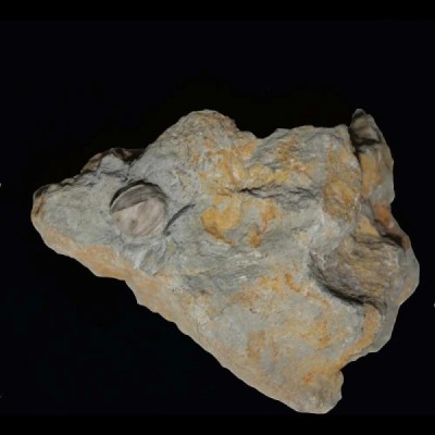 Pentrimites pyriformis Pentrimites pyriformis