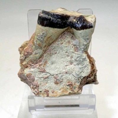 Sub-Hyracodon sp. Sub-Hyracodon sp.