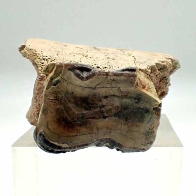 Sub-Hyracodon sp. Sub-Hyracodon sp.