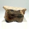  Sub-Hyracodon sp.