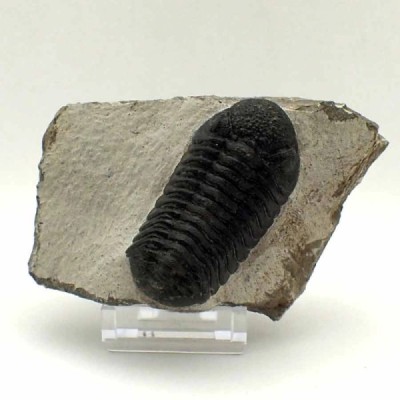 Phacops granulops Phacops granulops