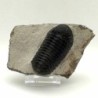 Phacops granulops