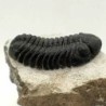  Phacops granulops