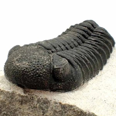 Phacops granulops Phacops granulops