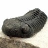  Phacops granulops