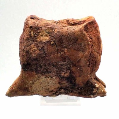 Carcharodontosaurus saharicus: Vertebra Carcharodontosaurus saharicus: Vertebra