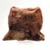 Carcharodontosaurus saharicus: Vertebra 
