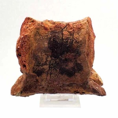Carcharodontosaurus saharicus: Vertebra Carcharodontosaurus saharicus: Vertebra