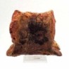  Carcharodontosaurus saharicus: Vertebra