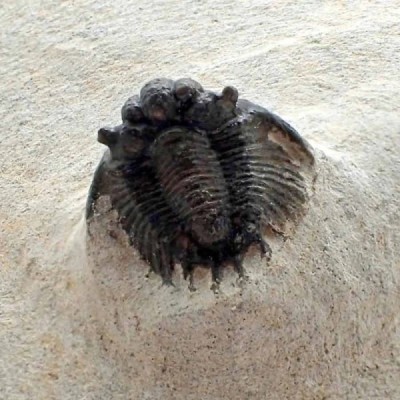 Acanthopyge (Lobopyge) sp. Acanthopyge (Lobopyge) sp.
