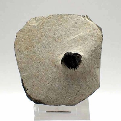Acanthopyge (Lobopyge) sp. Acanthopyge (Lobopyge) sp.