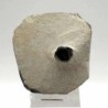  Acanthopyge (Lobopyge)  sp.