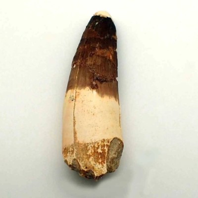 Spinosaurus aegyptiacus Spinosaurus aegyptiacus