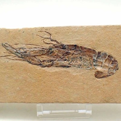 Homarus hakenlensis Homarus hakenlensis