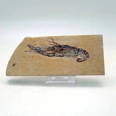 Homarus hakenlensis Homarus hakenlensis