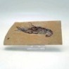  Homarus hakenlensis