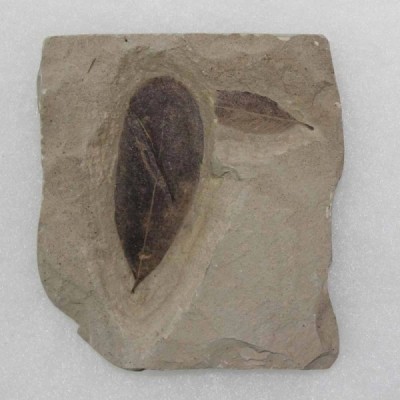 Leguminosites_lesquereuxiana Leguminosites_lesquereuxiana