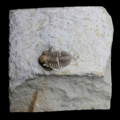 Cyphaspis carrolli Cyphaspis carrolli
